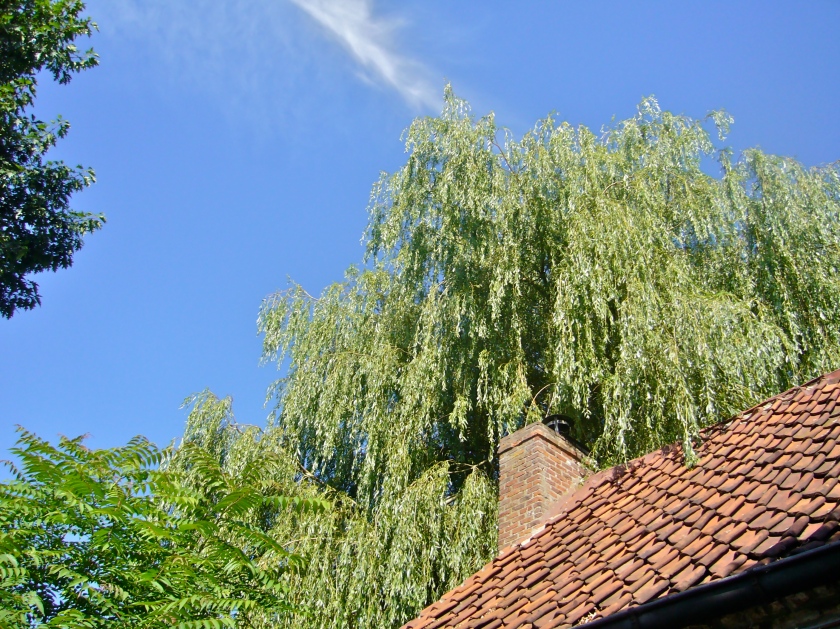 Easily rooting willow trees and privets can be very useful for reforestation.  It suffices to push cuttings inthe soil to see new trees thriving, even in rather dry regions.  Here, a splendid weeping willow (Photo WVC)